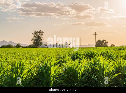 Reihen von grünen Maispflanzen auf einer Farm in Arizona bei Sonnenuntergang Stockfoto