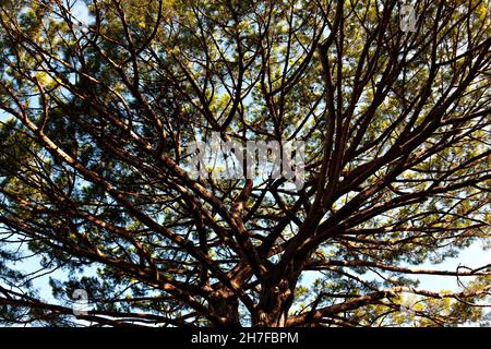 Zweige einer Parasol-Kiefer ( Pinus Pinea ), Capri, Kampanien, Italien, Europa Stockfoto