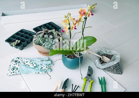 Gartenarbeit zu Hause innen repotting von Orchideenblüten in neuem Blumentopf mit Gartenwerkzeugen. Blattvermehrung von Sukkulenten-Tablett Stockfoto