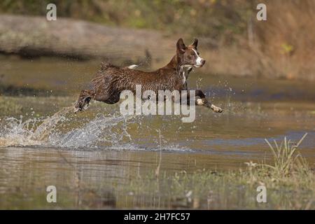 Schokoladen-Border Collie, Haushund, Canis familiaris, im Wasser spielen Stockfoto
