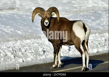 Ein erwachsenes männliches Dickhornschaf 'Orvis canadensis', das nach einem starken Schneefall eine Autobahn im ländlichen Alberta Kanada überquert Stockfoto