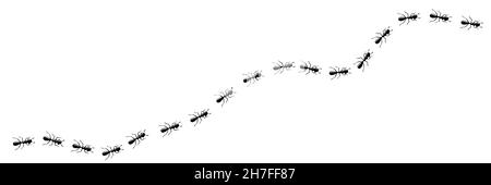 Trail-Kurve der MitarbeiterAmeisen. ANT-Pfad auf weißem Hintergrund isoliert. Vektorgrafik Stock Vektor