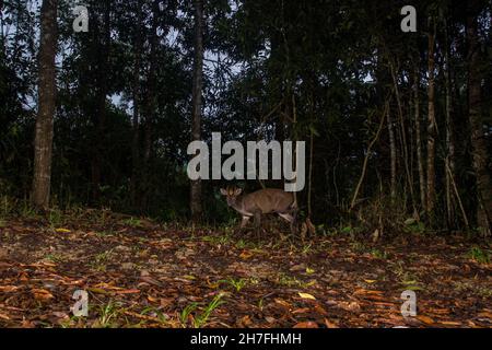 FEA's Muntjac (Tenasserim muntjac) im Wald, Thailand Stockfoto