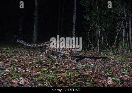 Nebeleleopard (Neofelis nebulosa) im Wald, Thailand Stockfoto