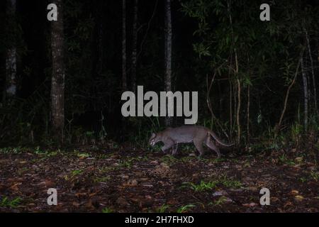 Asiatische goldene Katze (Felis temminckii) im Wald, Thailand Stockfoto