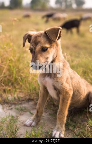 Porträt des neugierigen braunen Welpen, der unschuldig aussieht. Indischer bräunlicher Welpe. Stockfoto