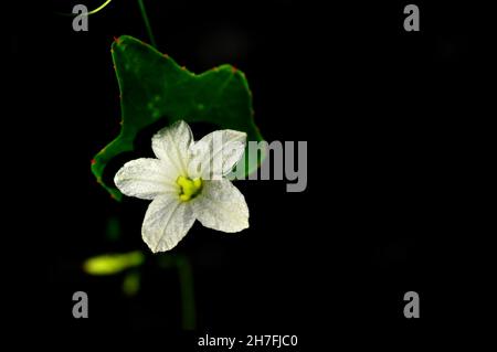 Blumen und Blätter Coccinia grandis, der Efeu-Kürbis, auch bekannt als Scharlachenkürbis, Bindora und Kowai-Frucht, ist eine tropische Rebe, die als Gemüse gekocht wird. Stockfoto