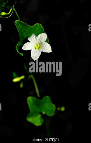 Blumen und Blätter Coccinia grandis, der Efeu-Kürbis, auch bekannt als Scharlachenkürbis, Bindora und Kowai-Frucht, ist eine tropische Rebe, die als Gemüse gekocht wird. Stockfoto