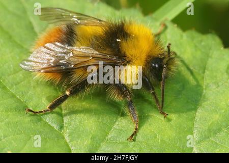 Nahaufnahme eines farbenfrohen, haarigen Hummelmännchens der frühen Nesting Bumblebee, Bombus pratorum Stockfoto