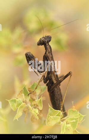 Vertikale Nahaufnahme einer kleinen französischen Gottesanbeterin, Ameles decolor, die in der Vegetation sitzt Stockfoto