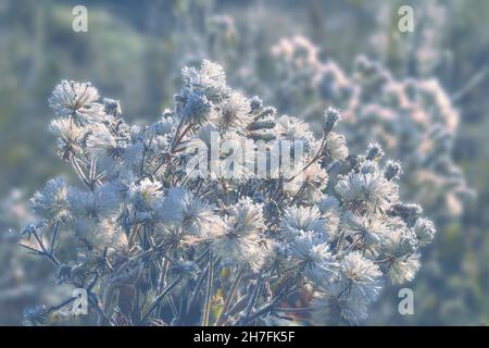 Weiße, flauschige Milchdistelköpfe mit morgendlicher Reif- oder Reiffrost-Decke. Spätherbst Wetter oder Winter beginnt. Wettervorhersage Konzept oder Schönheit der Stockfoto