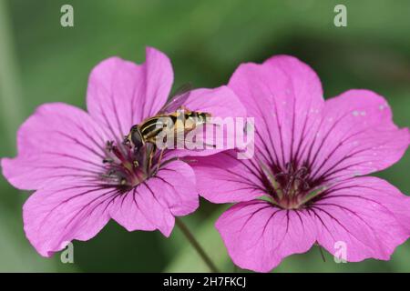 Nahaufnahme des baumelnden Sumpfliebhabers, Helophilus pendulus auf einer violetten Blume Stockfoto