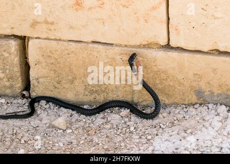 Schwarze westliche Peitschenschlange, Hierophis viridiflavus, auf der Jagd nach einem maurischen Gecko, Tarentola mauritanica. Stockfoto