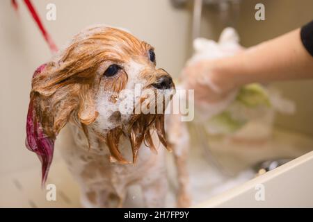 Waschen yorkshire Terrier vor dem Haarschnitt professionellen Friseur. Hund waschen vor dem Scheren Stockfoto