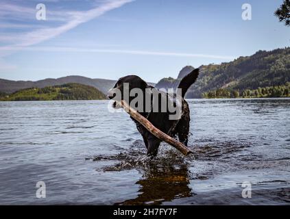 Flacher Retriever mit einem Baumstamm im Mund, der aus dem See kommt Stockfoto