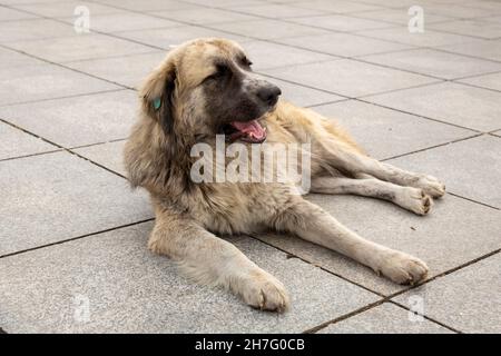 Ein großer, zotteliger Hund mit schmutzigem Fell liegt auf der Straße. Heimatlose Hunde in Tiflis. Stockfoto