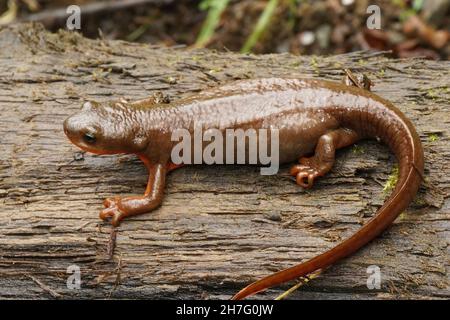 Nahaufnahme eines gravidierten weiblichen rauhhäutigen Molchens, Taricha granulosa Stockfoto