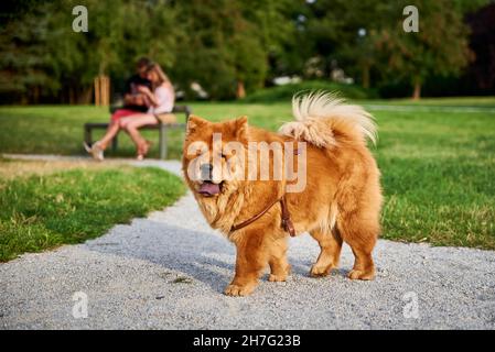 Schöner Chow Chow Hund auf grünem Gras im Park Stockfoto