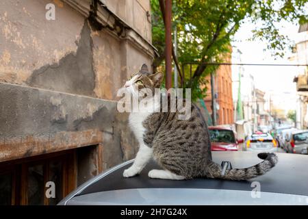 Eine lustige Katze mit einer weißen Brust und Pfoten. Heimatlose Katzen auf den Straßen von Tiflis Stockfoto