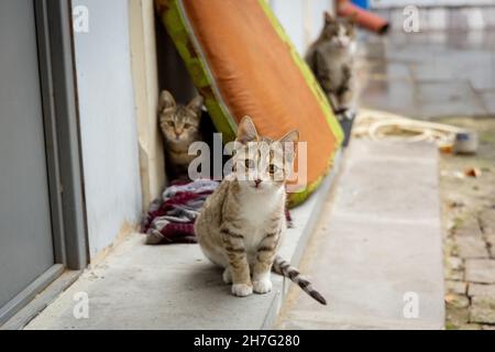 Graue Kätzchen spielen auf dem Hof. Heimatlose Katzen auf den Straßen von Tiflis. Stockfoto