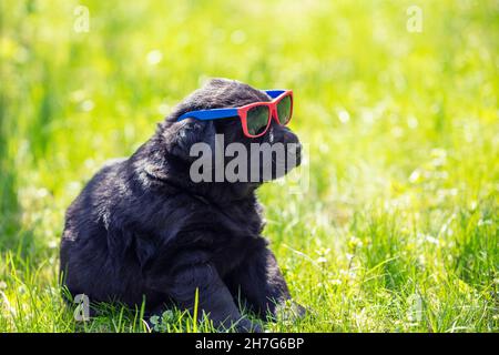 Lustiger labrador Retriever Welpe, der durch eine Sonnenbrille schaut, während er auf einem grünen Rasen in einem Sommergarten sitzt Stockfoto