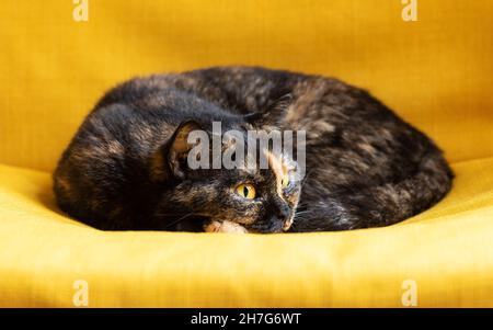 Britische Kurzhaar-Hauskatze mit Schildpatt-Mantel, die auf einem gelben Sessel schläft. Stockfoto