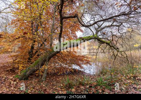 Schöner Baum mit grünem Moos bedeckt, der sich zum See von Sainte-Périne neigt und von hellen Herbstfarben umgeben ist. Stockfoto