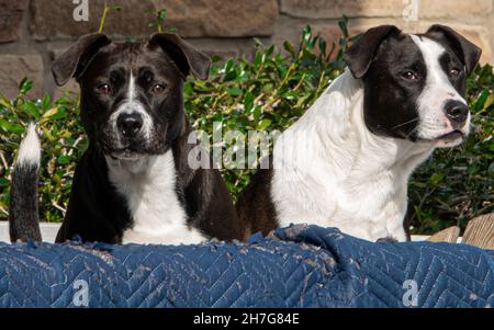 Zwei schwarz-weiße Hunde posieren auf nette Weise für die Kamera Stockfoto