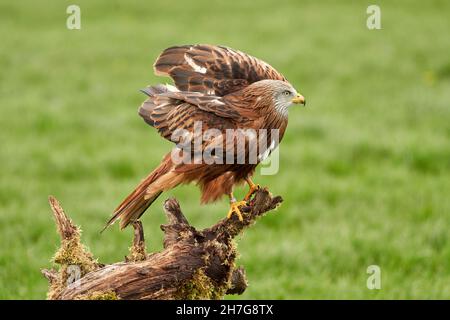 Ein detailliertes Porträt des Roten Drachen, Greifvogels. Land mit ausgebreiteten Flügeln auf einem Stumpf Stockfoto