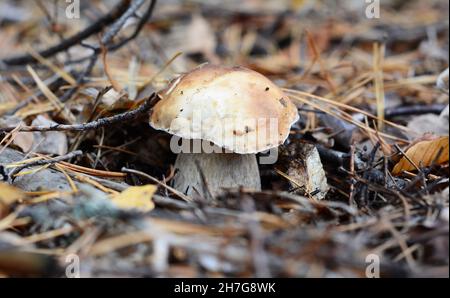 Eine Nahaufnahme eines Königskoleten, Boletus edulis, Penny Bun, cep, Steinpilze, Essbarer Pilz mit großer Kappe und stout Stipe, der in einem Nadelwald wächst. Stockfoto