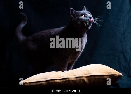 Schöne graue Certosino Erwachsene Katze mit gelben Augen im Studio vor dunklem Hintergrund Blick auf weiches natürliches Licht geschossen. Auch bekannt als Chartreux Stockfoto