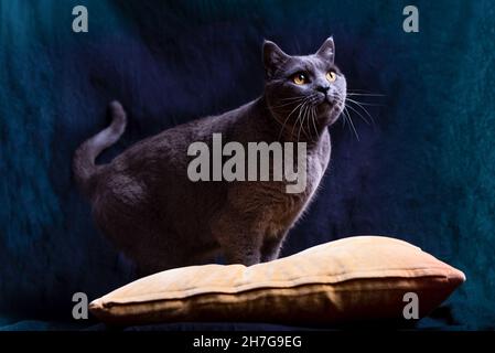 Schöne graue Certosino Erwachsene Katze mit gelben Augen im Studio vor dunklem Hintergrund Blick auf weiches natürliches Licht geschossen. Auch bekannt als Chartreux Stockfoto