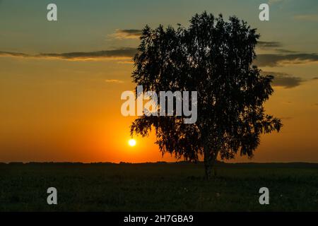 Einsame Birke auf dem Feld mit einem Sonnenuntergang Himmel Stockfoto