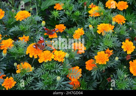 Eine Nahaufnahme von orangefarbenen Tagetes-Patula-Blumen, Ringelblumen, die auf dem Blumenbett blühen, mit Schmetterlingen auf den Blumen. Tagetes, Ringelblume Hintergrund. Stockfoto