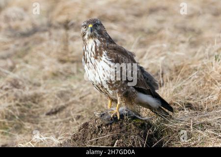 Bussard, (Buteo buteo), auf einem Maulwurfshügel mit gefangener Wühlmaus, Niedersachsen, Deutschland Stockfoto