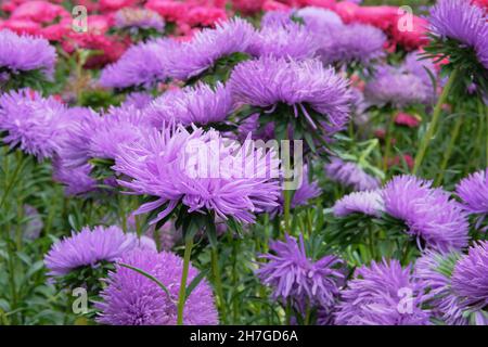 Asterblume. Rosa und lila Aster Blumen Makro Nahaufnahme als Hintergrund. Violette Aster-Blumentapete. Stockfoto