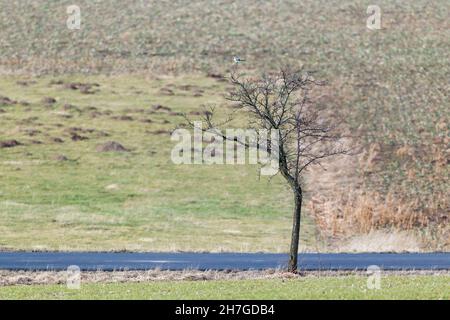 Große Grauwürger, (Lanius excubitor), auf der Spitze eines Baumes auf der Suche nach Beute, Niedersachsen, Deutschland Stockfoto