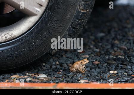 Kröte, (Bufo bufo), sitzend vor dem Autorad auf einer Schiene, während der Laichwanderung, Niedersachsen, Deutschland Stockfoto