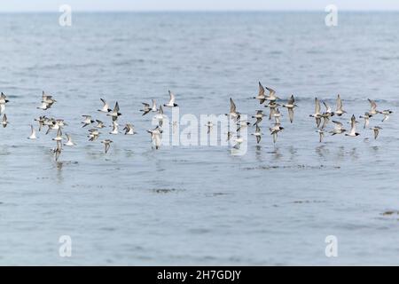 Watvögel, Turnstone (Arenaria interpres) und Sanderling (Calidris alba) fliegen über die Nordsee und ziehen im Frühjahr nach Norden, Northumberland, Stockfoto