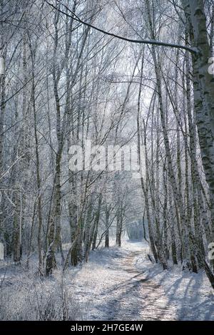 Schneebedeckter Birkenwald am Stadtrand von Berlin. An den Zweigen bildet Frost Eiskristalle. Klare, kalte Luft und Sonnenstrahlen beim Gehen. Stockfoto