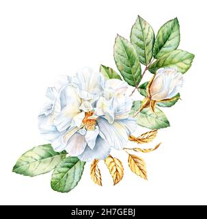 Wasserfarbenes Rosenstrauß. Realistische Anordnung mit weißer Bräunungsblume, grünen und goldenen Blättern. Botanische Blumenillustration für Weihnachtskarten Stockfoto