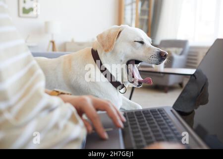 Seitenansicht des weißen Labrador-Hundes, der zu Hause auf der Couch liegt und gähnt, während er auf eine Frau wartet, die online von zu Hause aus arbeitet, Kopierraum Stockfoto