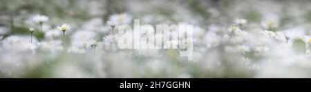 Wiese voller Blumen, weiße Gänseblümchen Stockfoto