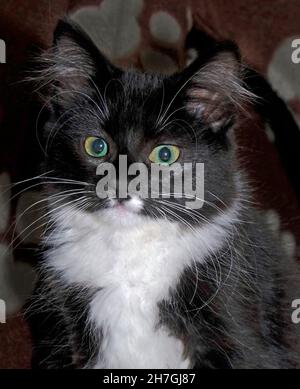 Sehr junges Schwarz-Weiß-Kätzchen in Foster Home in Irland Stockfoto