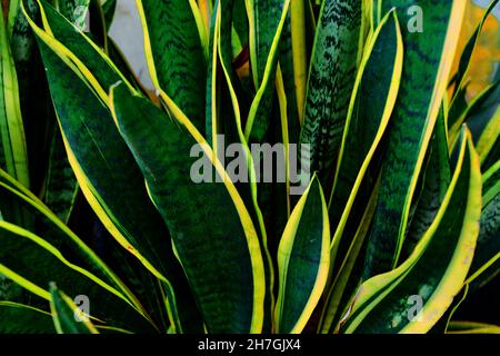 Grüne Blätter von Sansevieria trifasciata oder Schlangenpflanze Stockfoto