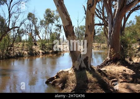 River Red Gums wächst im Hugh River - Central Australia Stockfoto