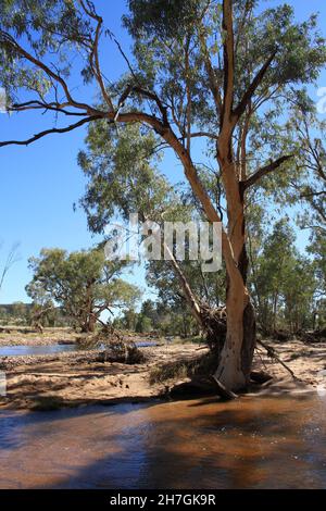 River Red Gums wächst im Hugh River - Central Australia Stockfoto