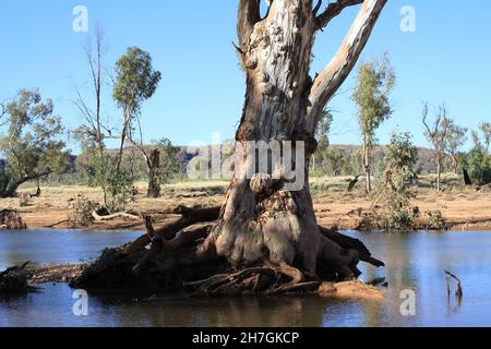 River Red Gums wächst im Hugh River - Central Australia Stockfoto