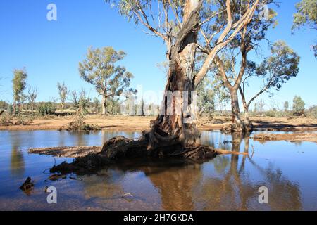 River Red Gums wächst im Hugh River - Central Australia Stockfoto