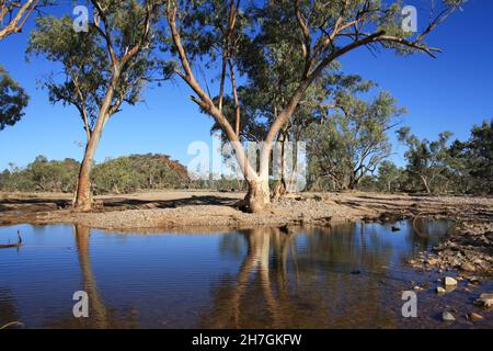 River Red Gums wächst im Hugh River - Central Australia Stockfoto